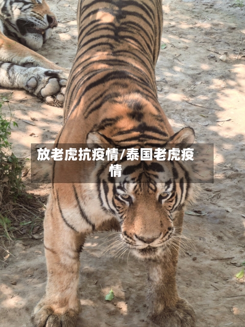 放老虎抗疫情/泰国老虎疫情-第2张图片