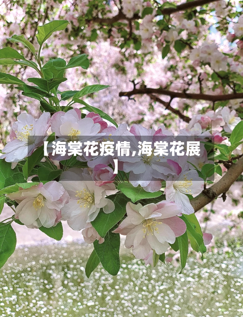 【海棠花疫情,海棠花展】