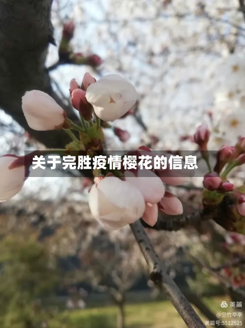 关于完胜疫情樱花的信息